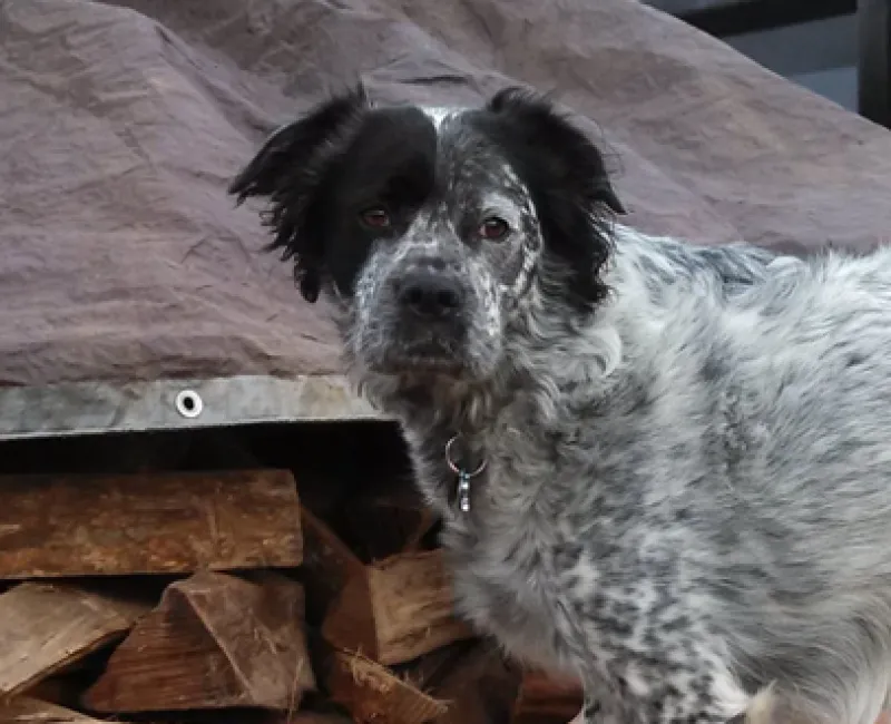 4 Season Land Care company dog (Chili)