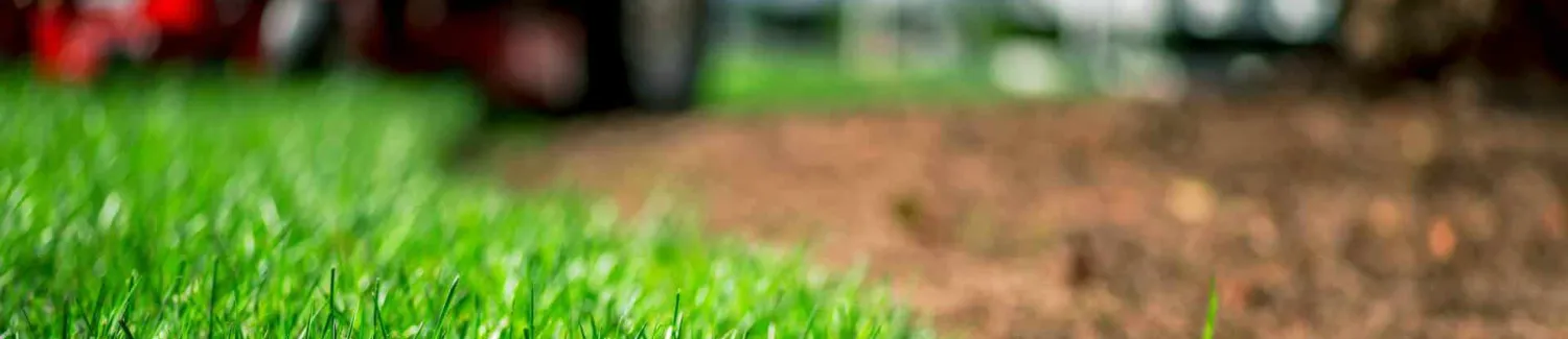 Close-up of green, healthy grass and sod