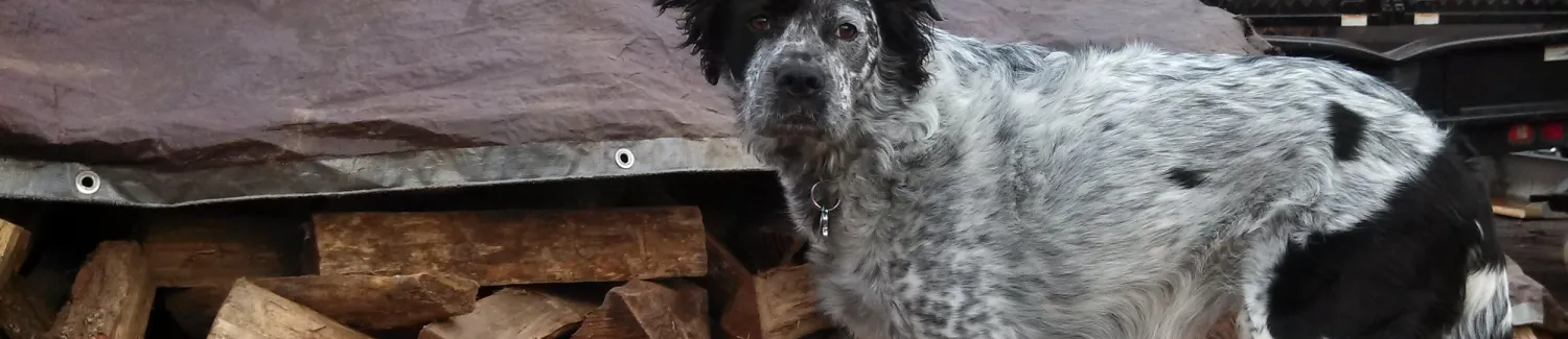 4 Season Land Care Company dog standing on firewood
