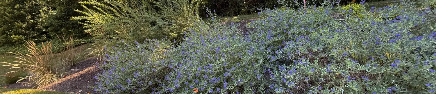 Decosta Hillside Landscape Installation