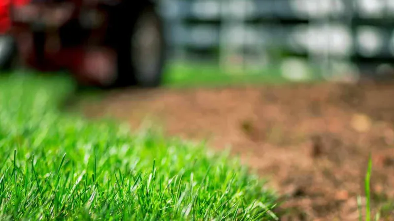 Close-up of green, healthy grass and sod
