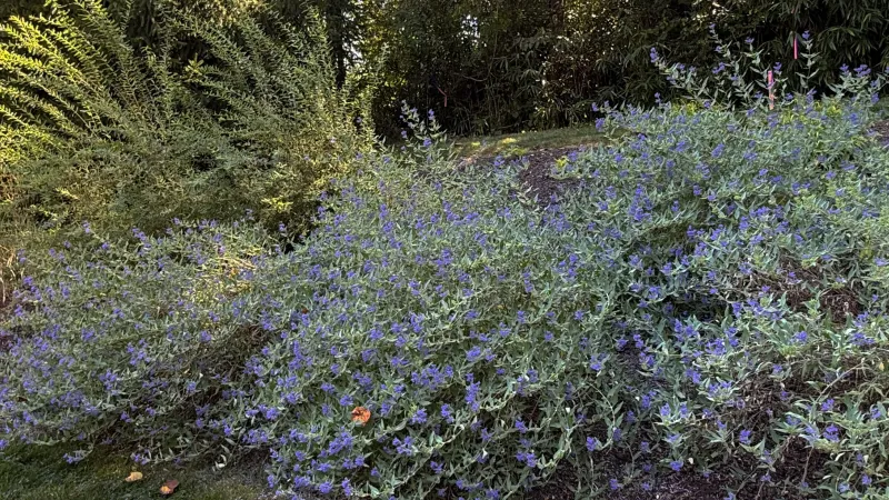 Decosta Hillside Landscape Installation